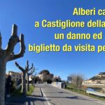 Alberi_capitozzature_Castiglione_banner